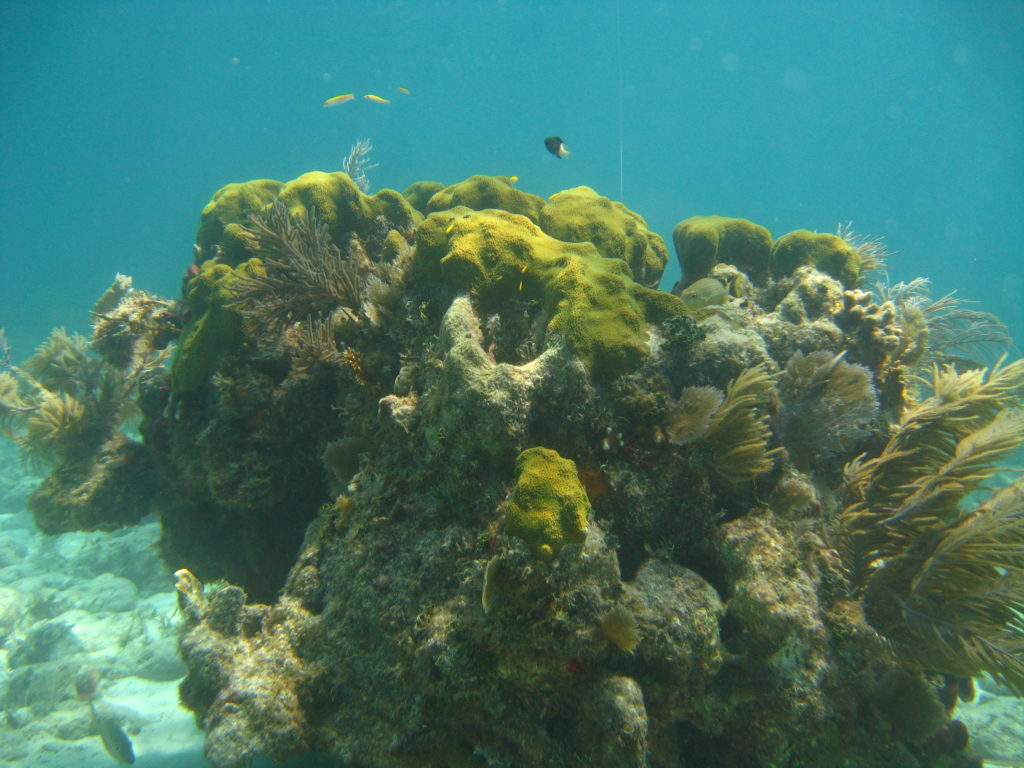 Coral reef with fish