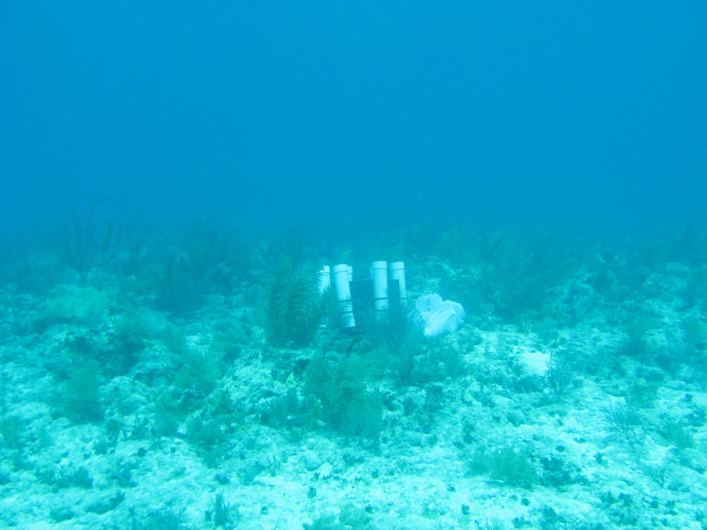 sediment trap on coral reef